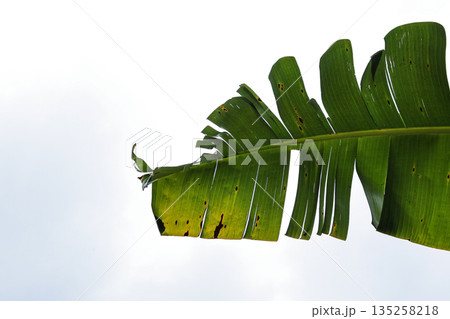 Fresh Banana Leaf Displays Vibrant Green Texture with Natural Light and Copy Space for Tropical Design and Creative Projects Fresh Banana Leaf Displays Vibrant Green Texture with Natural Light and Copy Space for Tropical Design and Creative Projects 135258218