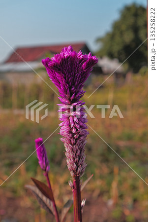 Close-up of vibrant Celosia flower displaying unique texture and coloration in natural light, set against a blurred rural backdrop, perfect for botanical studies Close-up of vibrant Celosia flower displaying unique texture and coloration in natural light, set against a blurred rural backdrop, perfect for botanical studies 135258222