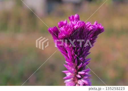 Vibrant Celosia Flower in Bloom, Displaying Rich Purple Hue and Soft Natural Light for Springtime Floral Designs and Botanical Illustrations Vibrant Celosia Flower in Bloom, Displaying Rich Purple Hue and Soft Natural Light for Springtime Floral Designs and Botanical Illustrations 135258223