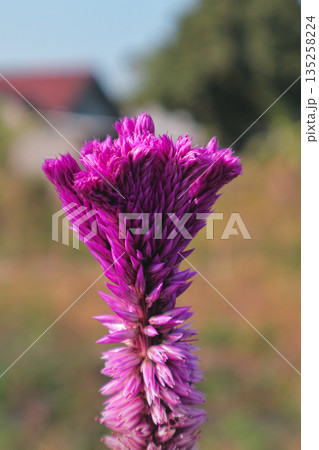 Vibrant Celosia Flower Blooming Outdoors in Natural Light, Close-Up with Copy Space, Showcasing Detailed Texture and Rich Color for Botanical Beauty Vibrant Celosia Flower Blooming Outdoors in Natural Light, Close-Up with Copy Space, Showcasing Detailed Texture and Rich Color for Botanical Beauty 135258224
