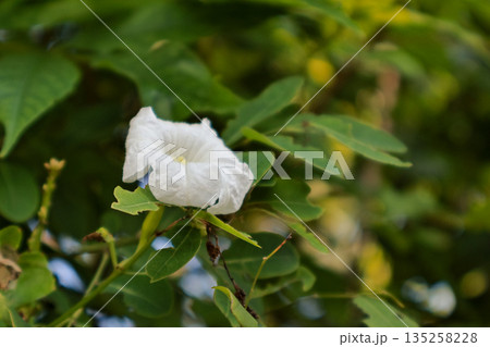Delicate white flower blooming amidst lush green foliage with natural light, creating a serene and fresh atmosphere for botanical illustrations Delicate white flower blooming amidst lush green foliage with natural light, creating a serene and fresh atmosphere for botanical illustrations 135258228