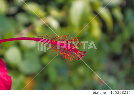Hibiscus pistil with vibrant red and orange showing intricate details in natural light, with copy space for botanical studies and backgrounds 135258234