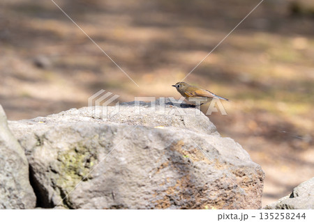 岩の上にとまってあたりの様子を伺っているルリビタキ 135258244