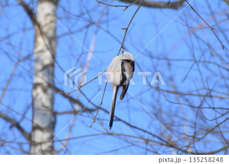 木の枝にとまるシマエナガの横からの姿 木の枝にとまるシマエナガの横からの姿 135258248