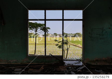 Window View of Rice Field with Trees in Natural Light, Framing Serene Rural Scene, Emphasizing Peace and Openness, with Copy Space for Text or Design Integration 135258279
