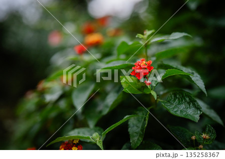 赤いランタナの花 赤いランタナの花 135258367
