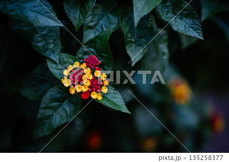 黄色と赤色のランタナの花 黄色と赤色のランタナの花 135258377