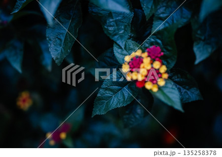 黄色と赤色のランタナの花 黄色と赤色のランタナの花 135258378