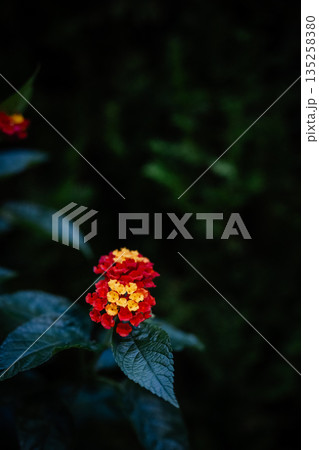 黄色と赤色のランタナの花 135258380