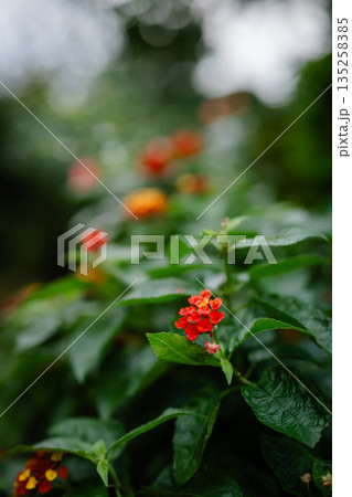 赤いランタナの花 赤いランタナの花 135258385