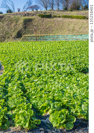 冬の白菜畑　奈良県明日香村 135258401