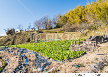 冬の白菜畑 奈良県明日香村 冬の白菜畑 奈良県明日香村 135258402