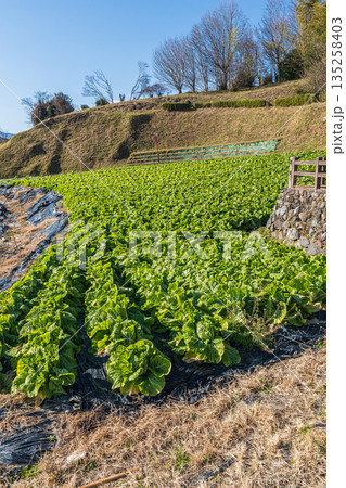 冬の白菜畑　奈良県明日香村 135258403