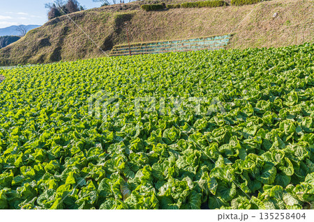 冬の白菜畑　奈良県明日香村 135258404