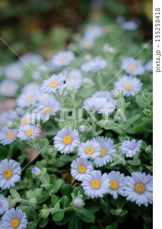 薄い青色の花 薄い青色の花 135258418