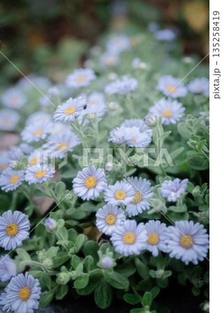 薄い青色の花 薄い青色の花 135258419