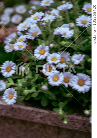薄い青色の花 薄い青色の花 135258420