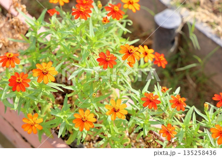 可愛い ジニアの花 可愛い ジニアの花 135258436