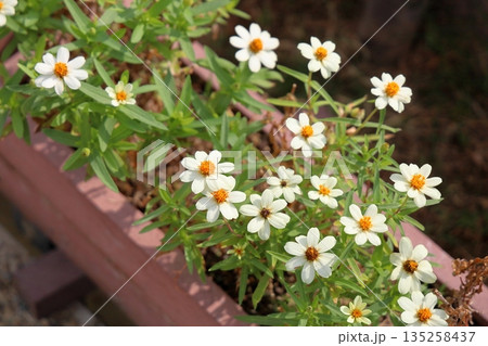 可愛い　ジニアの花 135258437