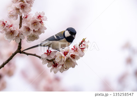 梅の木にとまって食べ物を探しているシジュウカラ 135258547