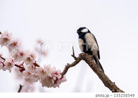 梅の木にとまって食べ物を探しているシジュウカラ 135258549