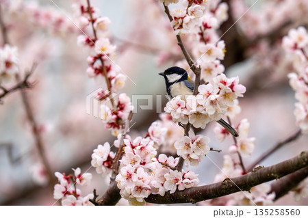 梅の木にとまって食べ物を探しているシジュウカラ 135258560