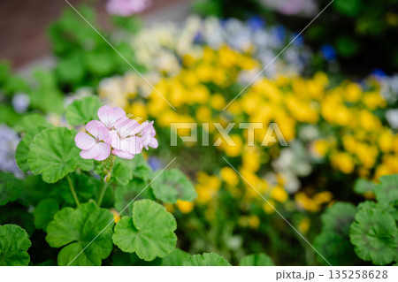 黄色の花 黄色の花 135258628