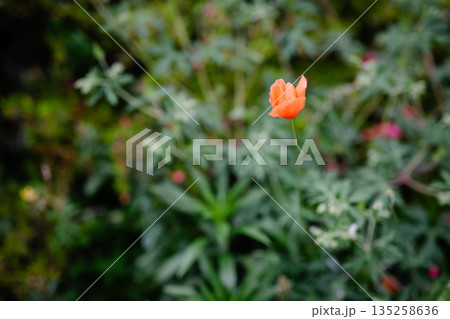ピンク色の花 ピンク色の花 135258636