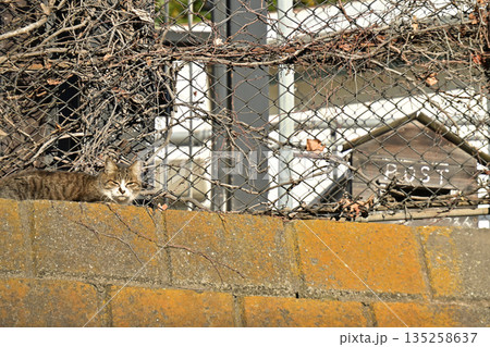 郵便を待つ猫　地域で愛される地域猫、さくら猫 135258637