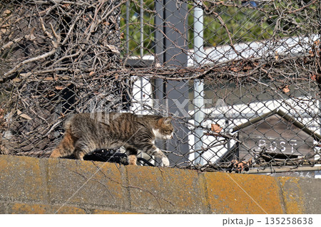 郵便を待つ猫　地域で愛される地域猫、さくら猫 135258638