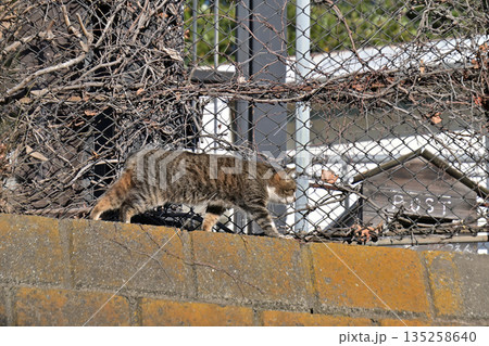 郵便を待つ猫 地域で愛される地域猫、さくら猫 郵便を待つ猫 地域で愛される地域猫、さくら猫 135258640