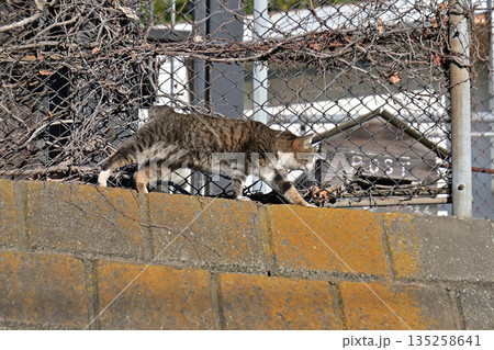 郵便を待つ猫 地域で愛される地域猫、さくら猫 郵便を待つ猫 地域で愛される地域猫、さくら猫 135258641