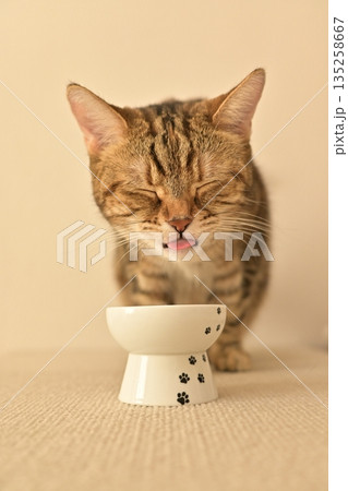 室内の光に包まれて水を飲む猫の姿 135258667