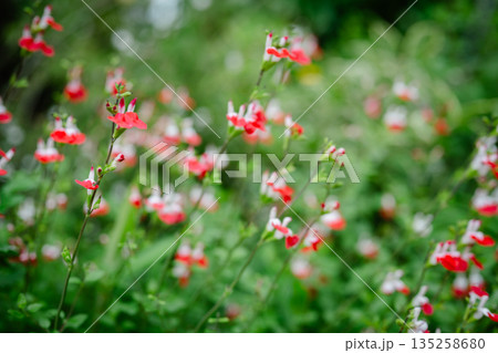 可愛いチェリーセージの花 可愛いチェリーセージの花 135258680