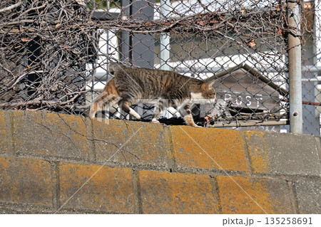 郵便を待つ猫　地域で愛される地域猫、さくら猫 135258691