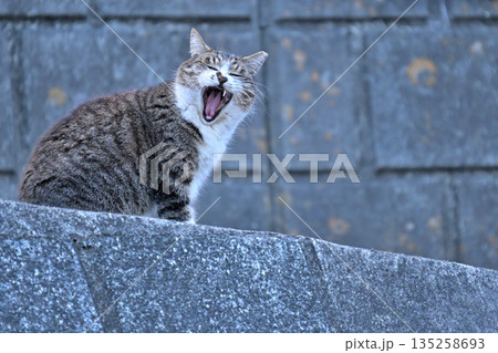 地域で愛される地域猫、さくら猫 地域で愛される地域猫、さくら猫 135258693