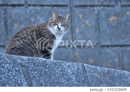 地域で愛される地域猫、さくら猫 135258694