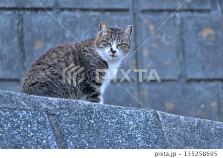 地域で愛される地域猫、さくら猫 135258695