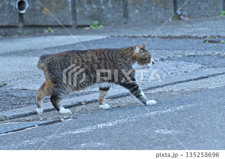 地域で愛される地域猫、さくら猫 135258696