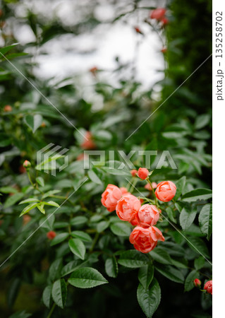 赤みがかったオレンジの花 赤みがかったオレンジの花 135258702