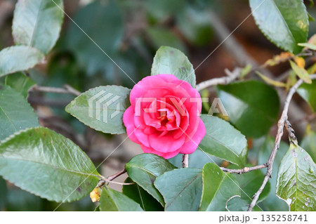 寒椿　Kan-tsubaki camellia 135258741