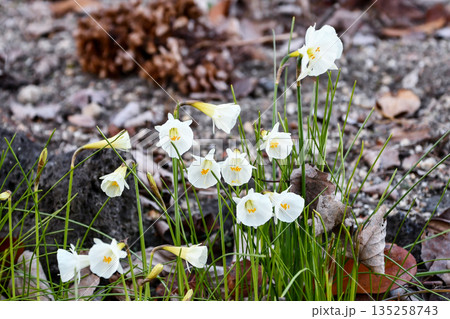ナルキッスス・カンタブリクス（水仙）　Narcissus cantabricus 135258743