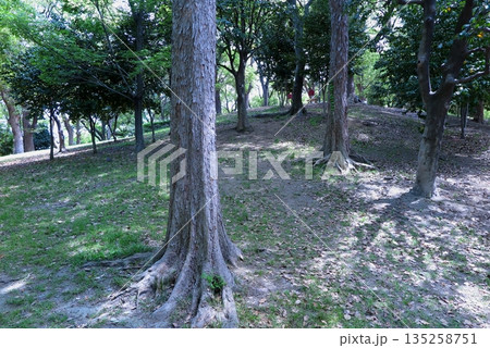 大阪市の天王寺公園、園内にある大阪五低山のひとつ「茶臼山」山頂付近の様子 大阪市の天王寺公園、園内にある大阪五低山のひとつ「茶臼山」山頂付近の様子 135258751