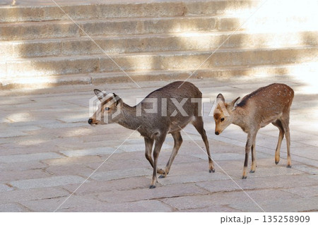 鹿の親子 135258909