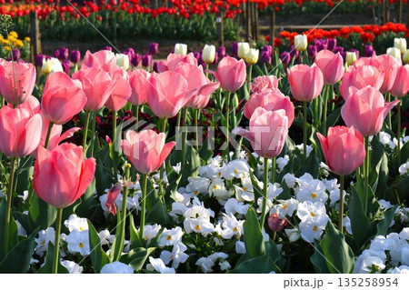 チューリップ畑 135258954