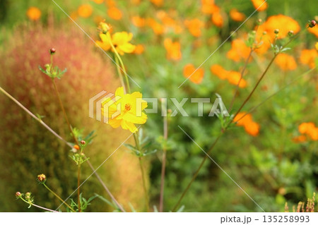 明るい　キバナコスモスの花 135258993