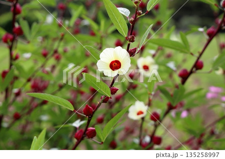 可愛い　ローゼルの花 135258997