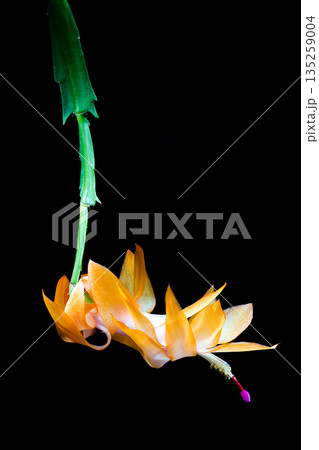 シャコバサボテンの花 135259004