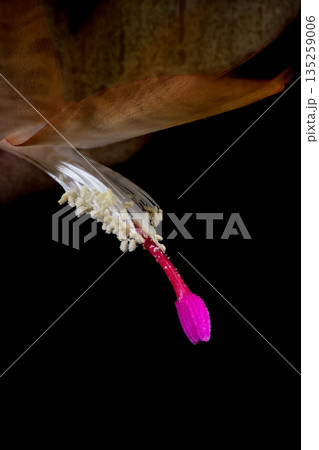 シャコバサボテンの雄蕊と雌蕊 シャコバサボテンの雄蕊と雌蕊 135259006