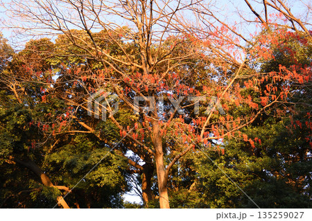 上野公園、イイギリ(飯桐)、夕陽に照らされて 上野公園、イイギリ(飯桐)、夕陽に照らされて 135259027